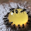 Black ants eating honey drop. Concept of teamwork or hardworking or unity