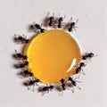 Black ants eating honey drop. Concept of teamwork or hardworking or unity