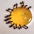 Black ants eating honey drop. Concept of teamwork or hardworking or unity