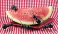 Black Ants Eating Watermelon