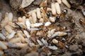 Black Ants with Eggs and Pupa in the nest on nature background.