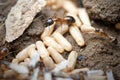 Black Ants with Eggs and Pupa in the nest on nature background.