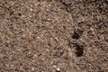 Black ants entering their anthill under the ground Royalty Free Stock Photo