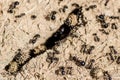 Black ants gathering food