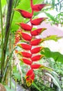 Black ants on Heliconia tropical flower Heliconia rostrata