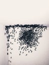 black ants invade a house