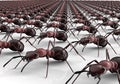 Black ants isolated on a white background