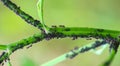 Black ants on the peduncle are covered with larvae of the pest. Royalty Free Stock Photo