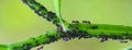 Black ants on the peduncle are covered with larvae of the pest. Royalty Free Stock Photo