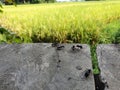 black ants playing on the edge of the rice fields