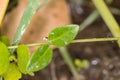 Black ants running down a pth on a green stick carrying eggs to a nest