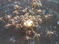 black ants swarm the food on the floor