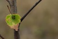 Black ants watching over the group of aphids for production of honeydew on a green birch leaf, selective focus Royalty Free Stock Photo