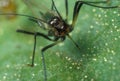 Black aphid Royalty Free Stock Photo