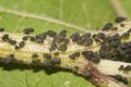 Black aphid closeup