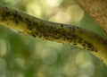 black aphid on the green bark of a tree branch