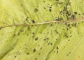 Black aphids colony on the leaves of a cherry tree. Royalty Free Stock Photo