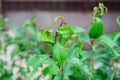 Black aphids colony on stem and almond leaves Royalty Free Stock Photo