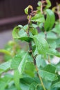 Black aphids colony on stem and almond leaves Royalty Free Stock Photo