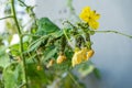 Black aphids on cucumbers. A harmful insect on the plant in the garden. Cucumber and aphid. Infection on the green