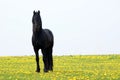 Black arab stallion