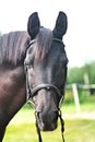 Black Arabian Horse head shot