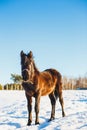 Black Arabian stallion walking in the snow in a field Royalty Free Stock Photo