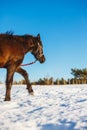 Black Arabian stallion walking in the snow in a field Royalty Free Stock Photo