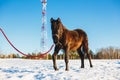 Black Arabian stallion walking in the snow in a field Royalty Free Stock Photo