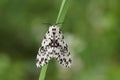 A Black Arches Moth, Lymantria monacha, resting on a blade of grass. Royalty Free Stock Photo