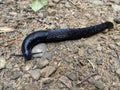 Black arion / Arion ater / European black slug or Large black slug, Grosse Schwarze Wegschnecke, Veliki crni puÃÂ¾, Crni arion Royalty Free Stock Photo