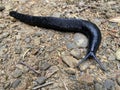 Black arion / Arion ater / European black slug or Large black slug, Grosse Schwarze Wegschnecke, Veliki crni puÃÂ¾, Crni arion Royalty Free Stock Photo