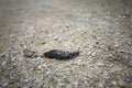 Black Arion Ater Slug on Gravel Path Royalty Free Stock Photo