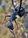 A black armored ant