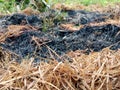 black ash from burning rice straw Royalty Free Stock Photo