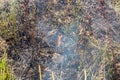 Black ashes of burnt grass and a small burning flame of fire. Royalty Free Stock Photo