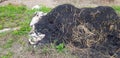 Black ashes with yellow straw and green grass on the ground Royalty Free Stock Photo