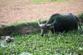 Black asian buffalo with white calf in water Royalty Free Stock Photo