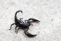 Black Asian forest scorpion