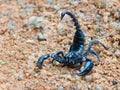 Black Asian forest scorpion