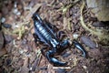 Black Asian forest scorpion (Heterometrus spinifer) in closeup