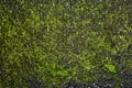 Black asphalt surface with green moss