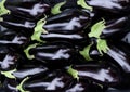 Black aubergine eggplants with green stalks