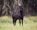 Black Australian Brumby Stallion Royalty Free Stock Photo