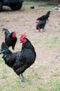 Black Australorps Rooster Royalty Free Stock Photo