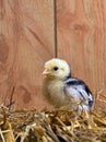 Black Australorp Chick in Straw Royalty Free Stock Photo