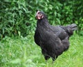 Black Australorp Hen Royalty Free Stock Photo