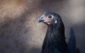 Black Australorp Hen Royalty Free Stock Photo