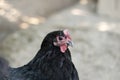 Black australorp hen Royalty Free Stock Photo