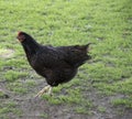 A Black Australorp hen walking along eating in a field Royalty Free Stock Photo